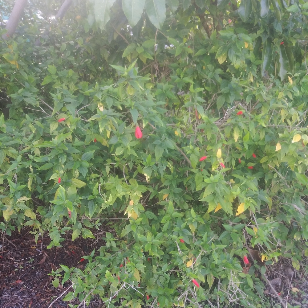 Turks Cap Hibiscus Cuttings (Malvaviscus arboreus) Or Rooted Plants Freshly Pull